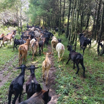 正宗本地黑山羊，大量批发