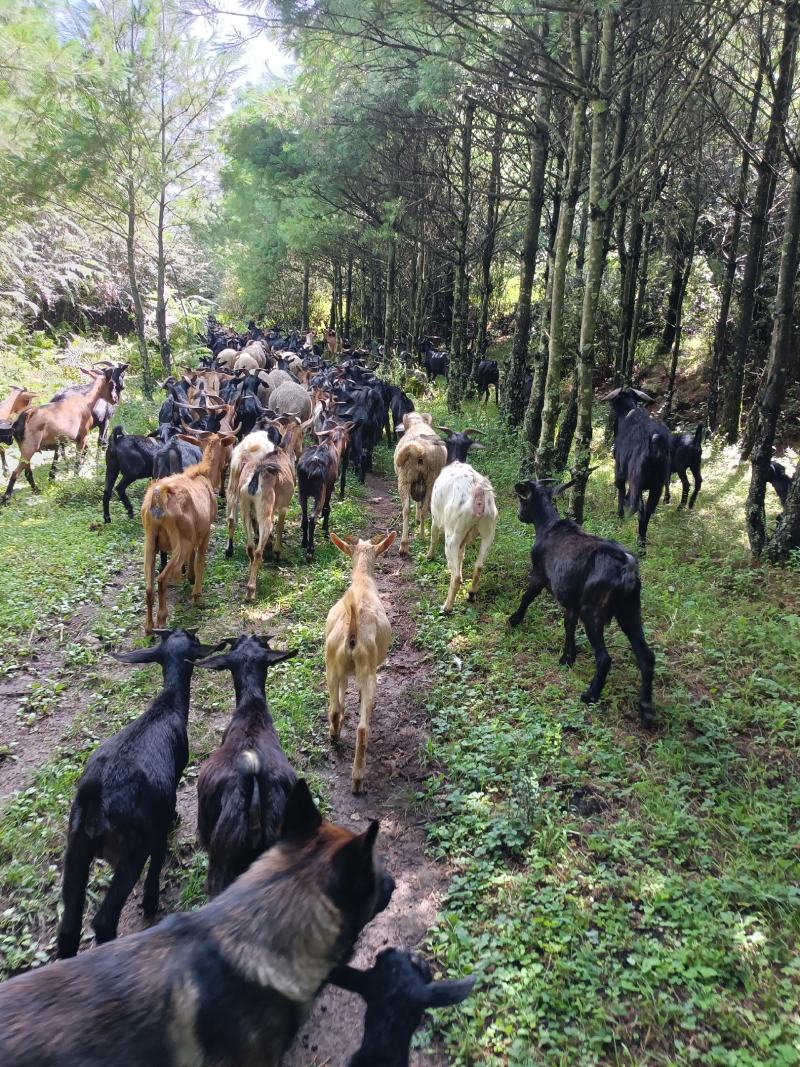 正宗本地黑山羊，大量批发