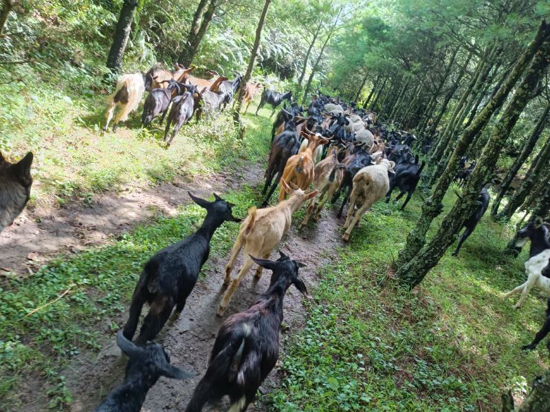 正宗本地黑山羊，大量批发
