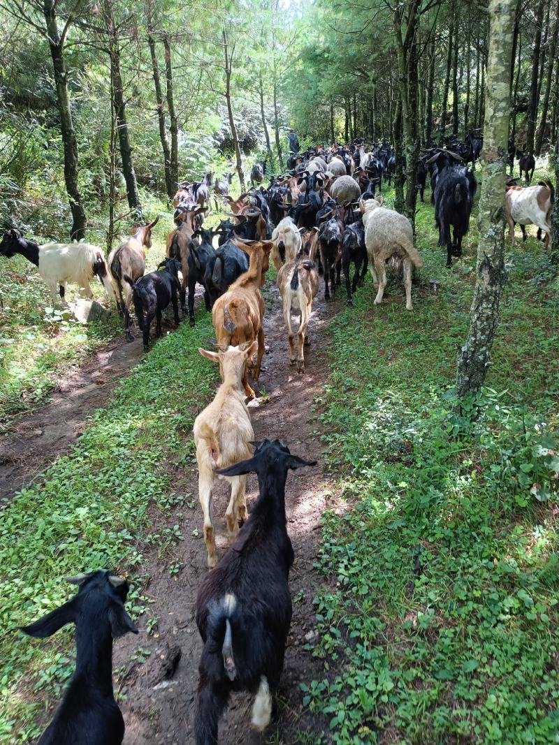 正宗本地黑山羊，大量批发