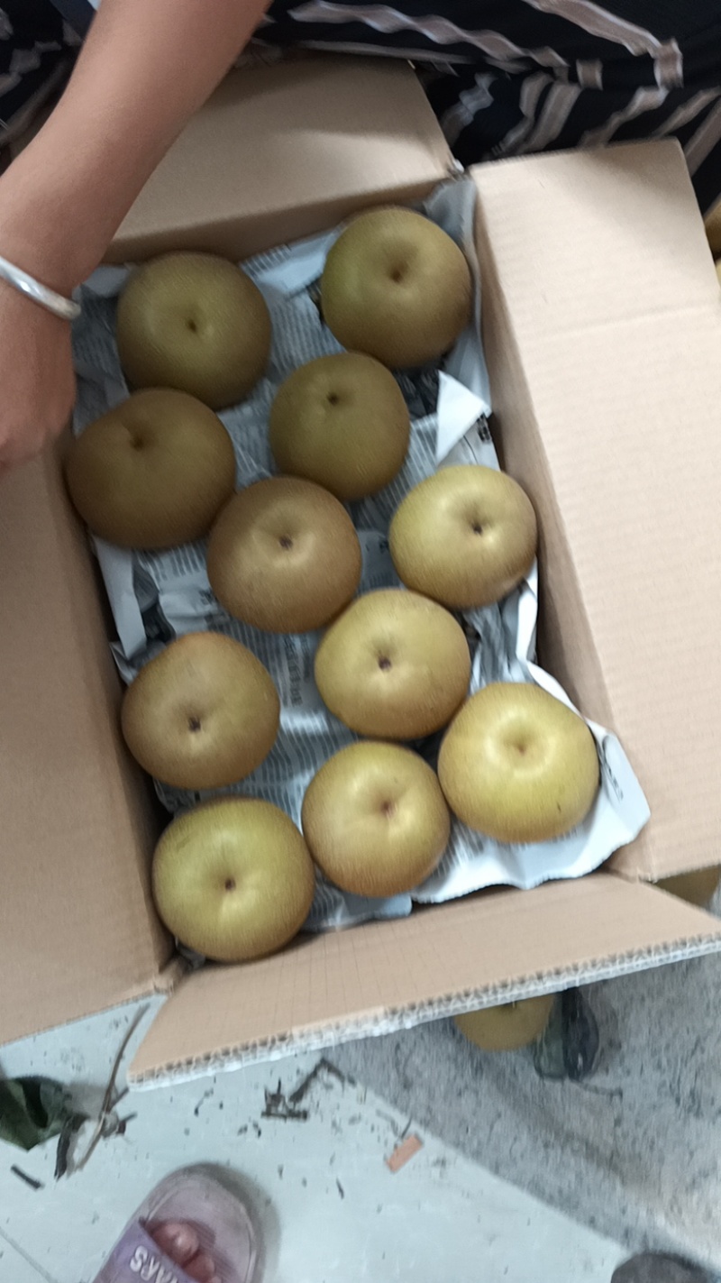 安徽砀山产地精品圆黄梨一手货源保质保量