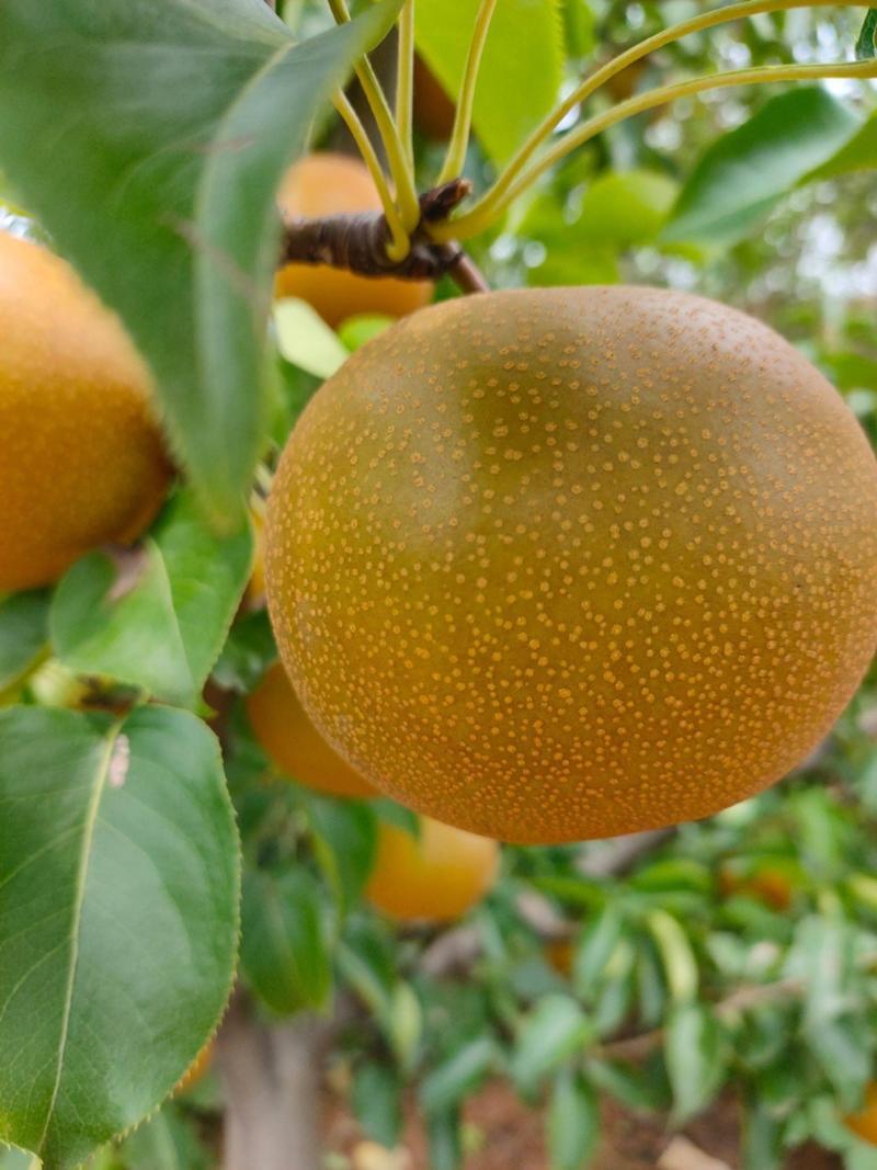 安徽砀山产地精品圆黄梨一手货源保质保量