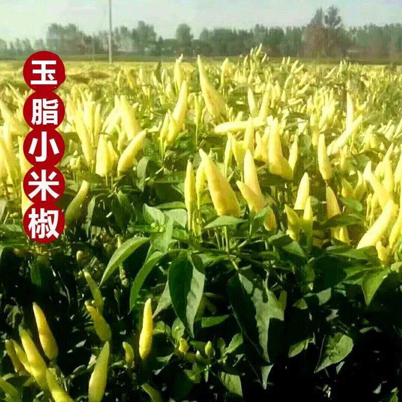 玉指小米辣苗湘研15号辣椒苗巨无霸辣椒苗辣椒苗包回收