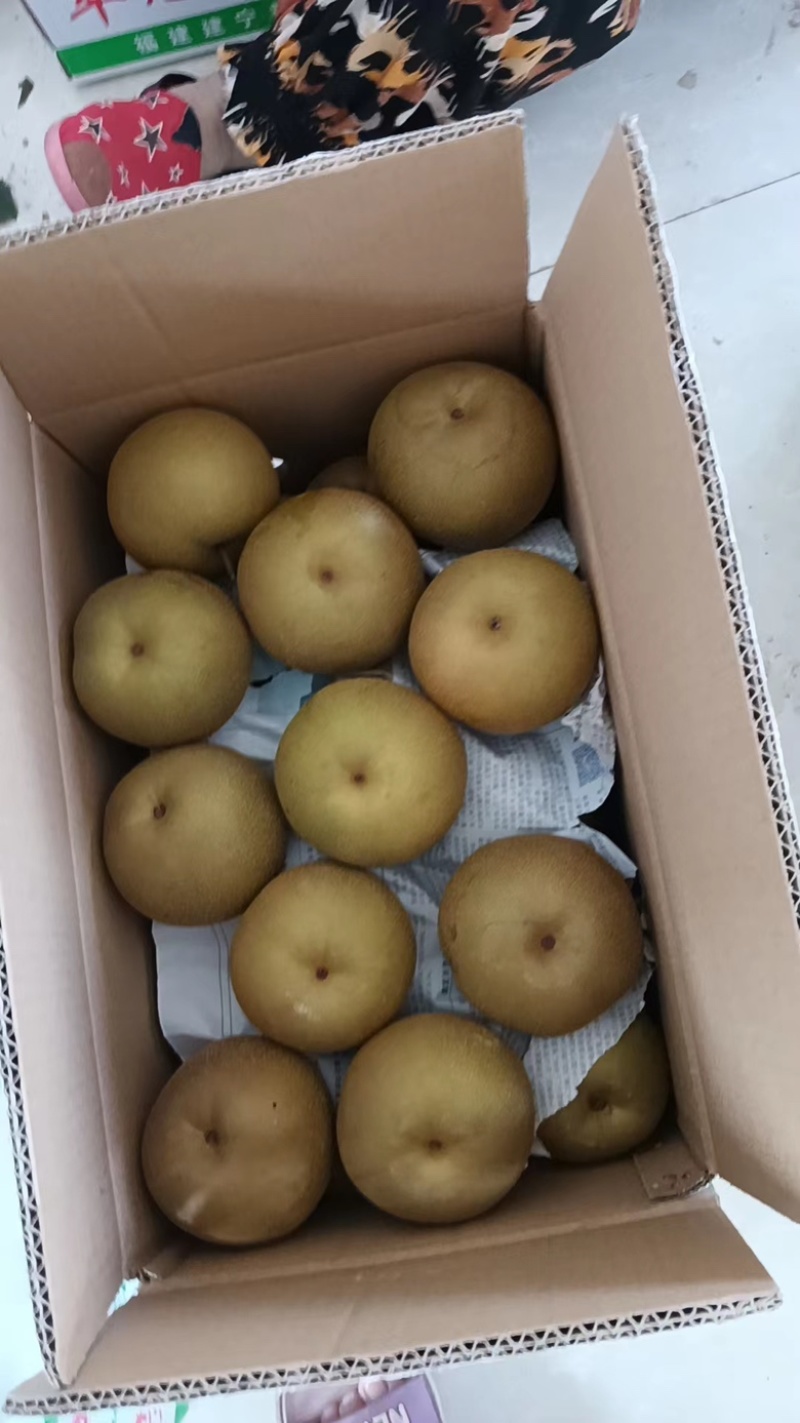 优选推荐砀山秋月梨大量有货保质保量走货中