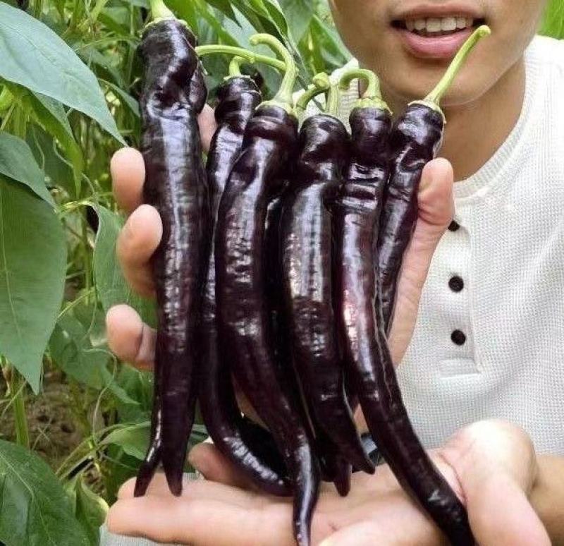 中椒6号苗中椒306号苗热辣二号辣椒苗辣椒苗包回收