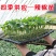韩国美人椒苗种苗辣椒苗将军红辣椒苗红尖椒苗包回收