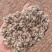 棉渣可代替棉子壳有效降低菌菇种植成本