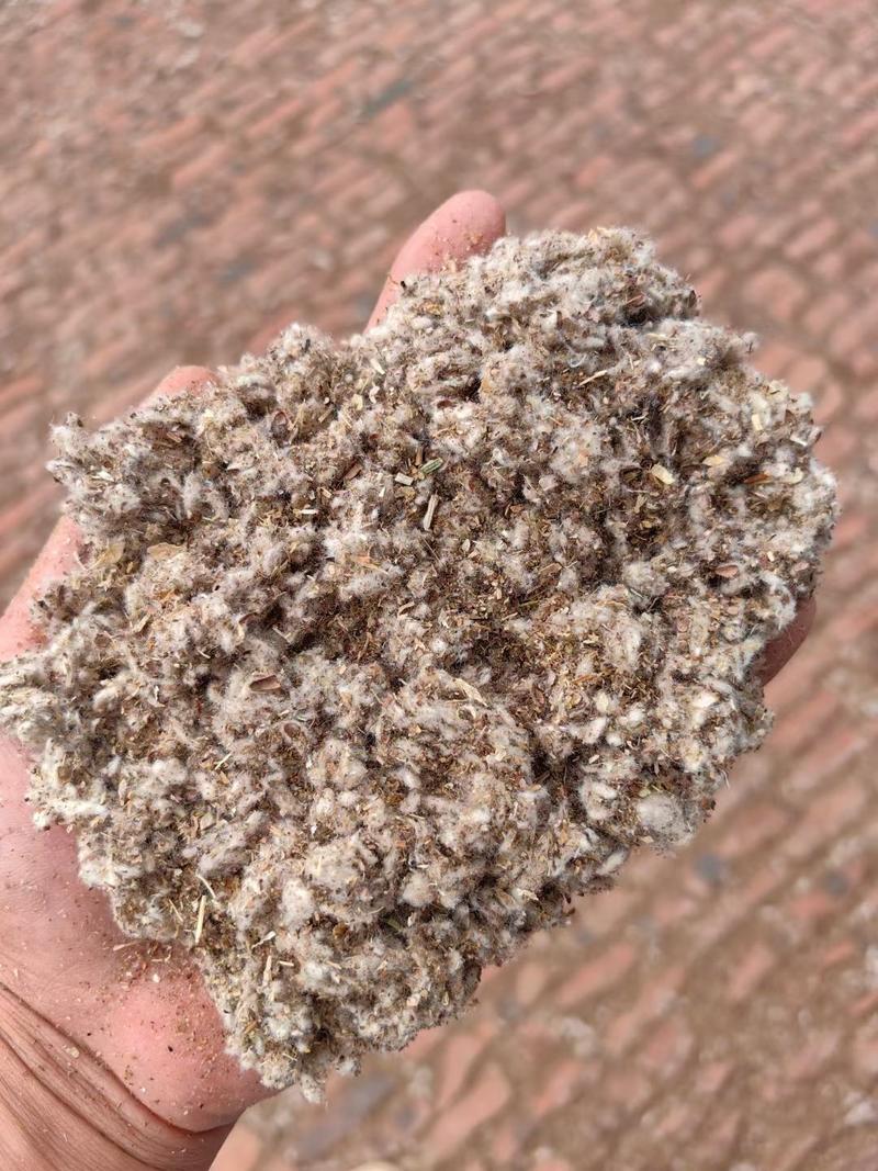 棉渣可代替棉子壳有效降低菌菇种植成本