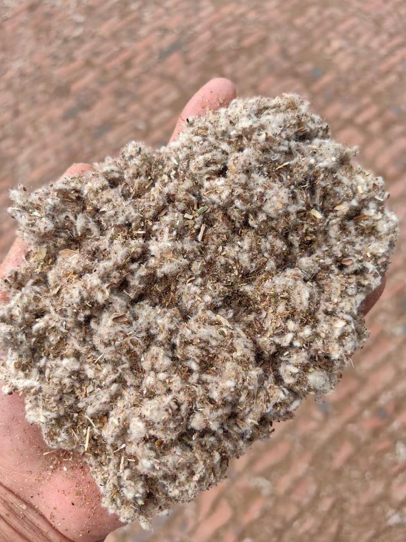 棉渣可代替棉子壳有效降低菌菇种植成本