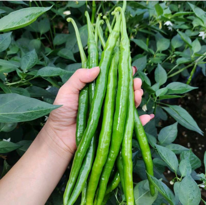 黄线椒苗黄贡椒苗黄帝线椒苗辣椒苗黄色辣椒苗包回收