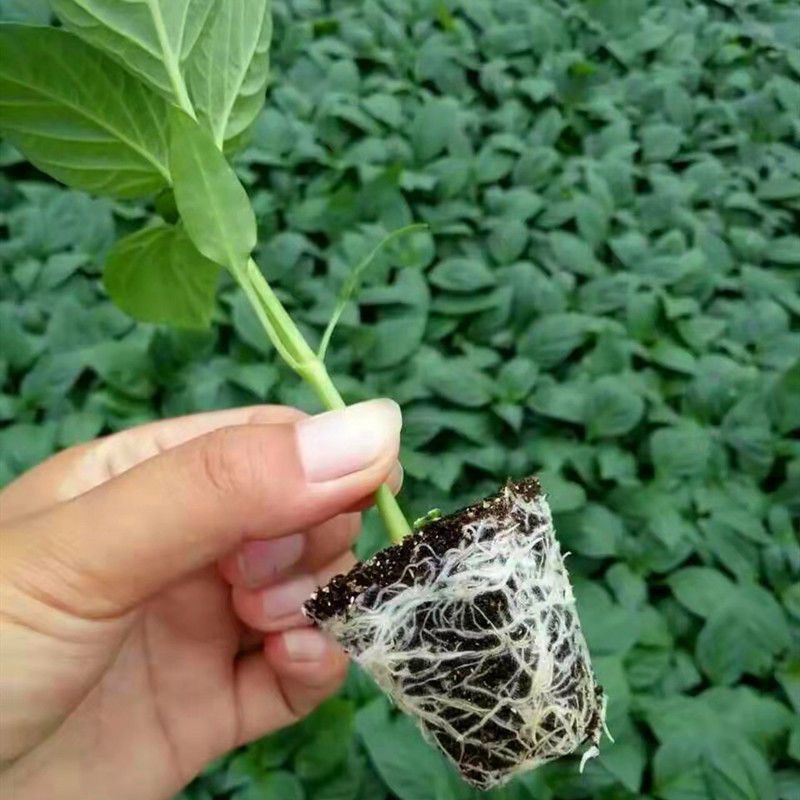 黄线椒苗黄贡椒苗黄帝线椒苗辣椒苗黄色辣椒苗包回收