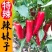 辣妹子苗青尖椒苗种苗辣椒苗巨辣特香辣椒苗包回收