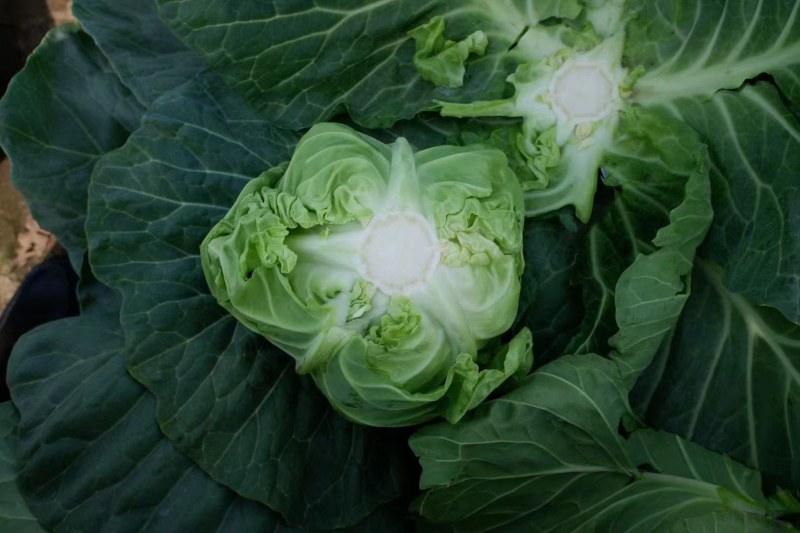 甘蓝苗松软球绿甘蓝苗黄心高抗裂包菜苗