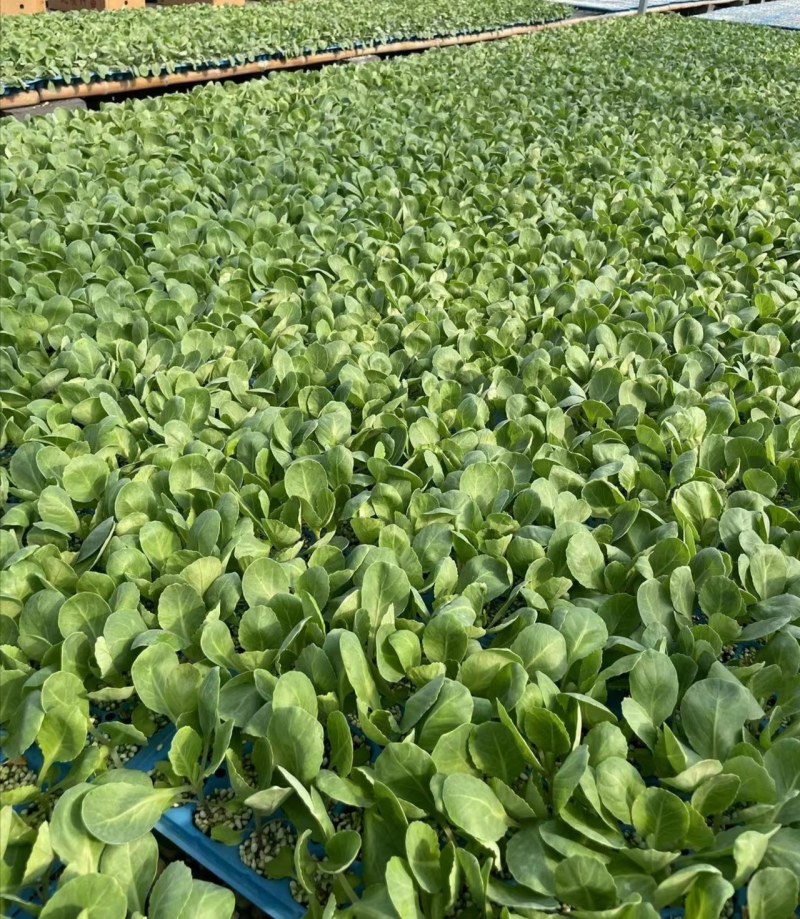 甘蓝苗松软球绿甘蓝苗黄心高抗裂包菜苗