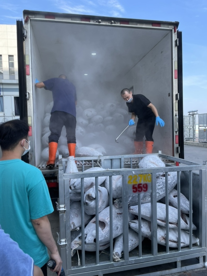 福建金枪鱼整鱼，超低温源头。规格10kg上
