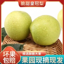皇冠梨现摘现发产地一手货源价格优惠大量上市
