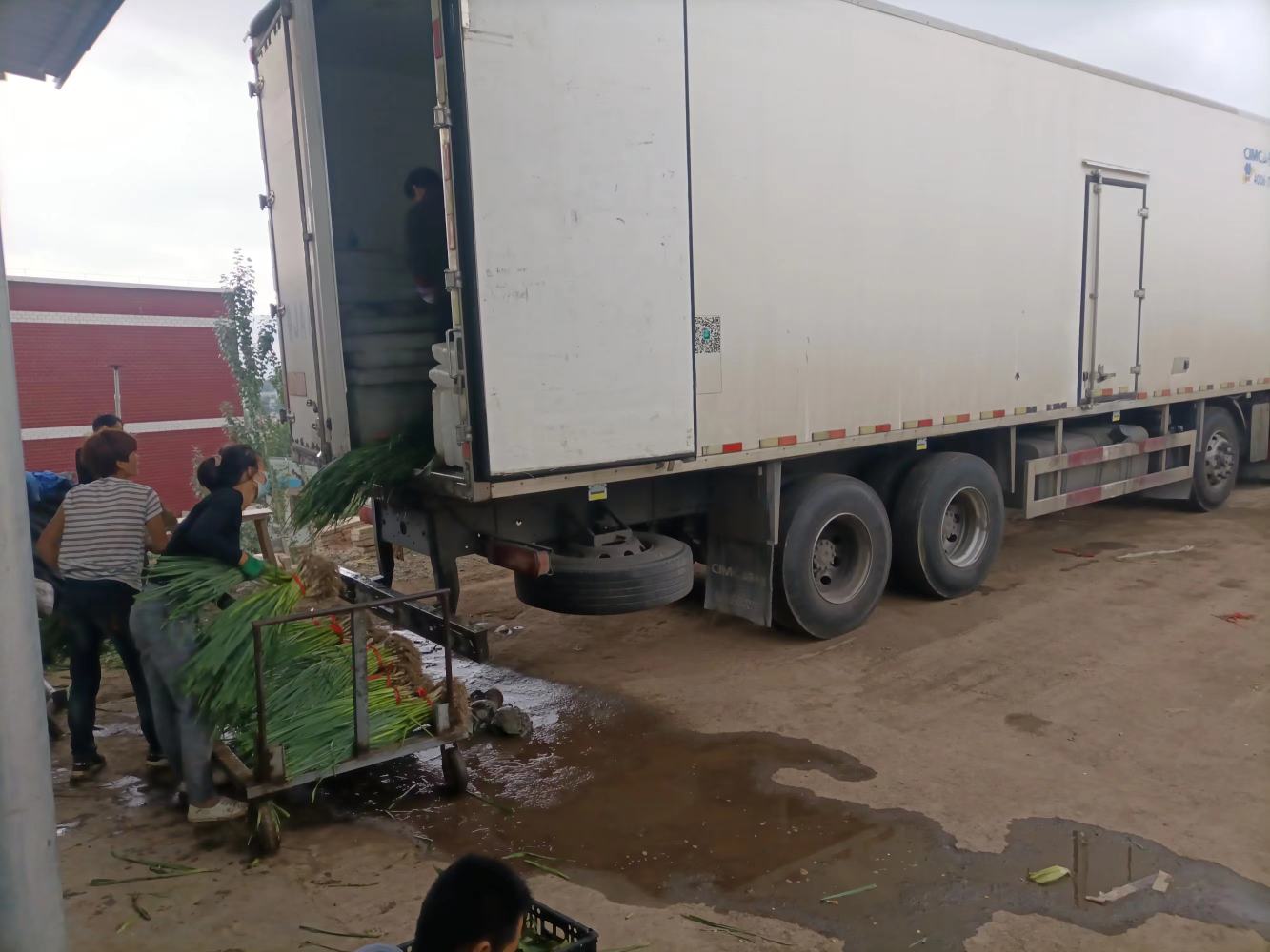 展示蒜苗在基地装车运输的场景,工人正在将打包好的蒜苗装入冷链货车 蒜苗装车运输场景