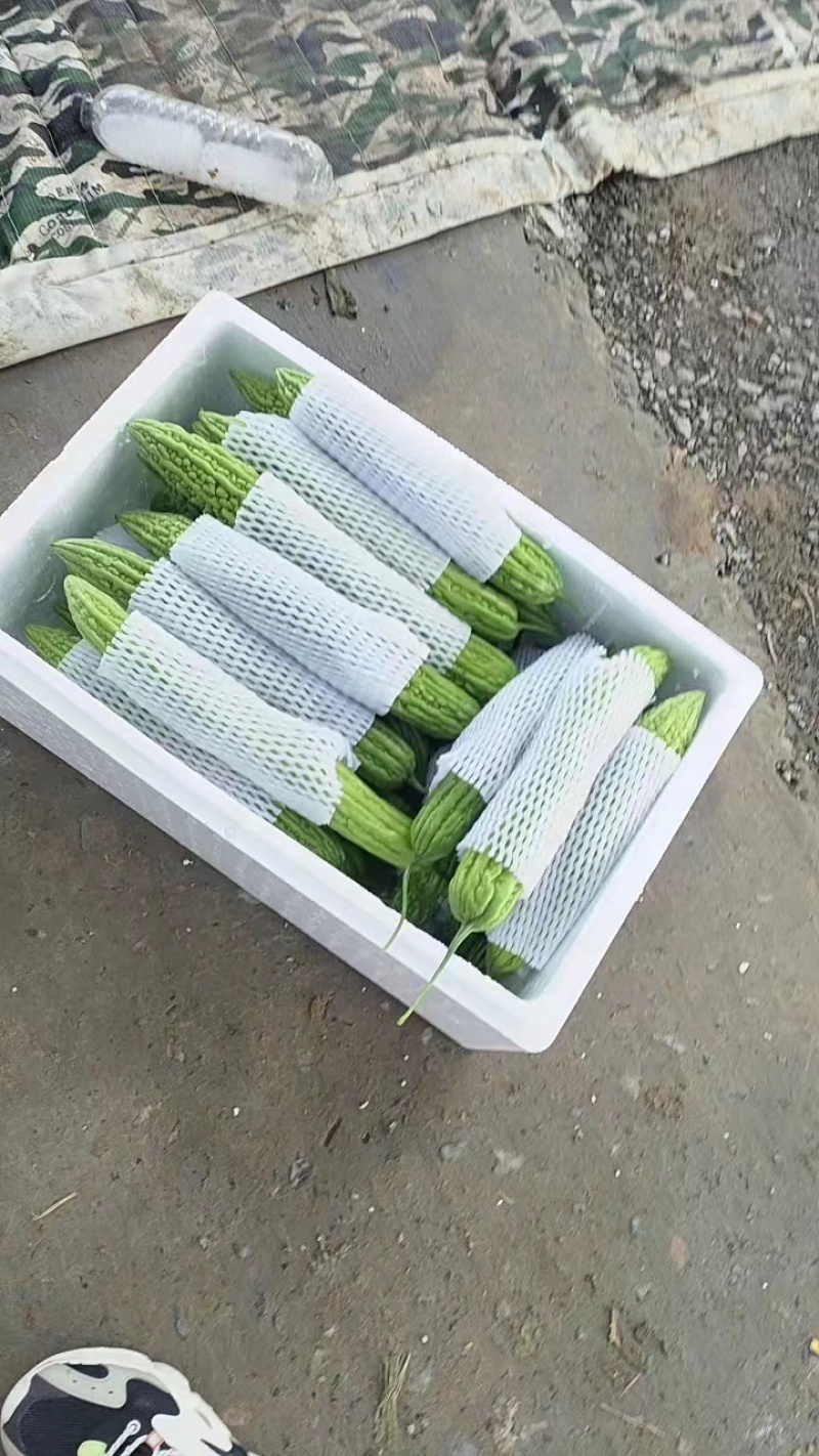 精品苦瓜河南苦瓜一手货源可视频看货品质保证欢迎来电咨询