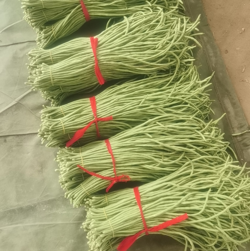 长豆角，河南安阳产地大量新鲜上市，量大从优品质保障