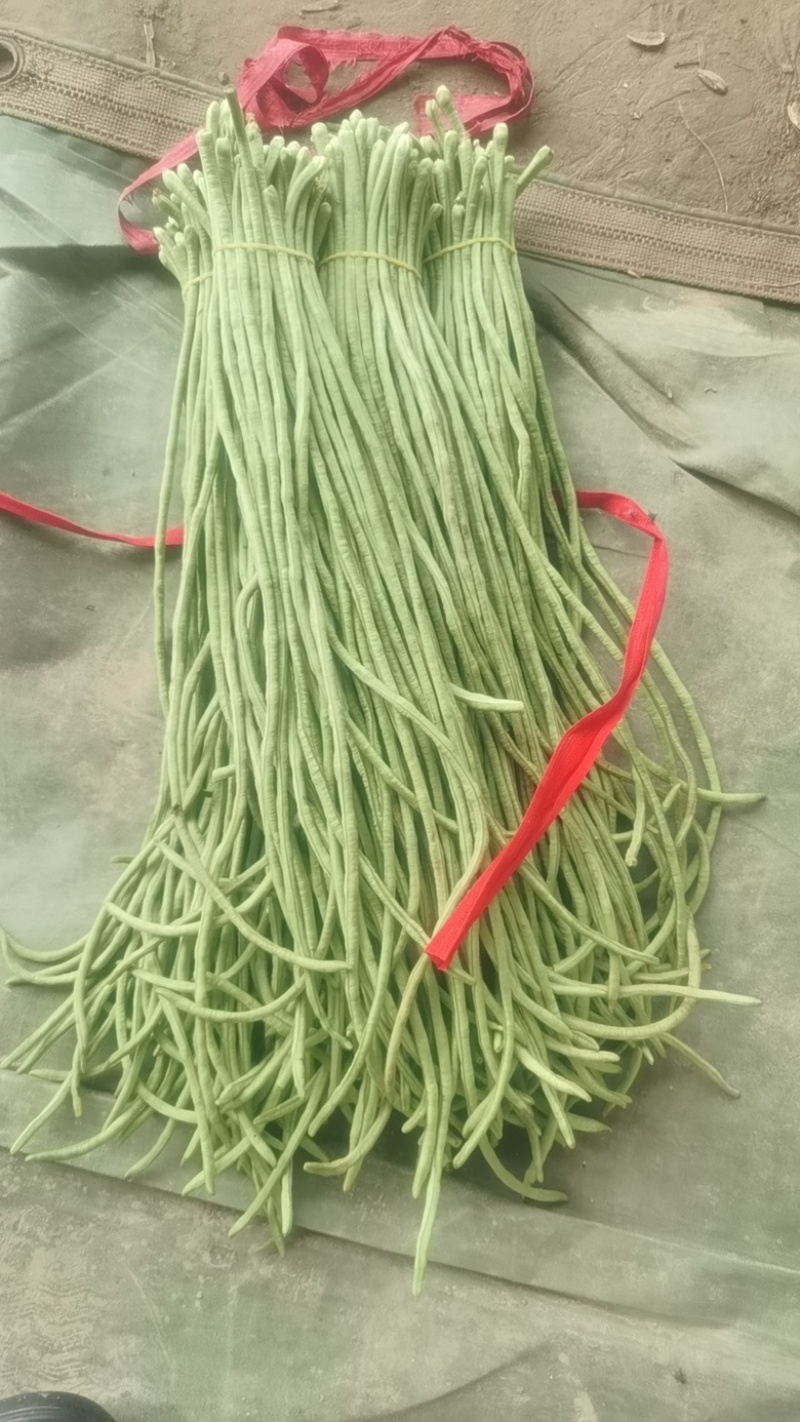 长豆角，河南安阳产地大量新鲜上市，量大从优品质保障