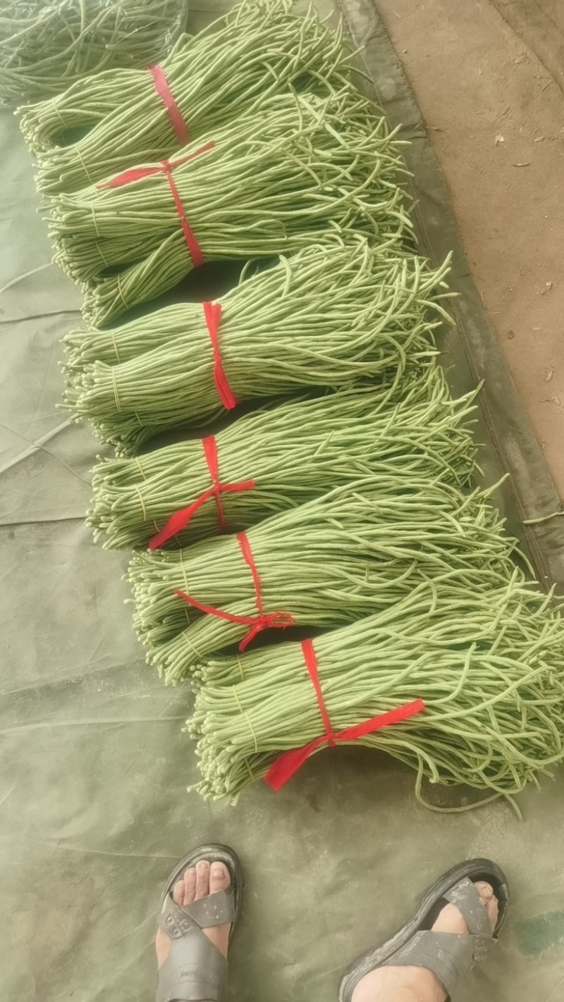 长豆角，河南安阳产地大量新鲜上市，量大从优品质保障