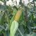 广西鲜玉米甜玉米糯玉米横州基地直供，万亩货源量大从优