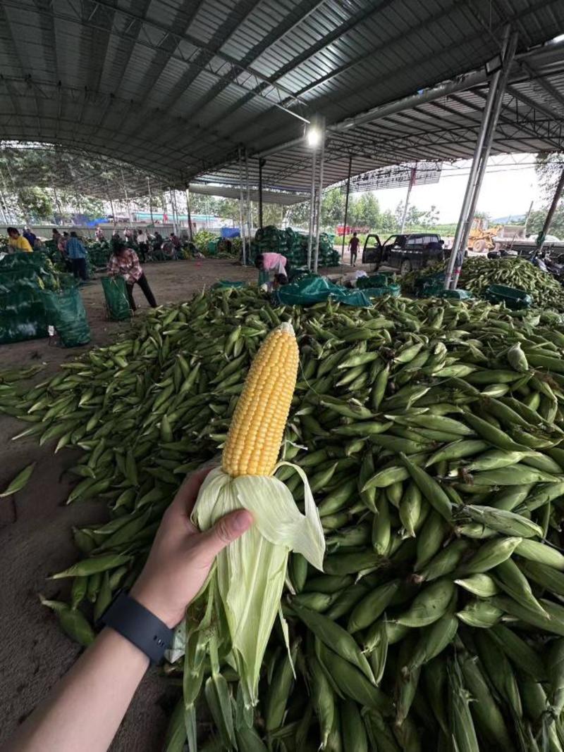广西鲜玉米甜玉米糯玉米横州基地直供，万亩货源量大从优