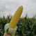 广西水果玉米新鲜甜玉米农家现摘现发多汁玉米棒子
