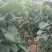 秋月梨苗适合南北方种植品种嫁接苗现挖发货