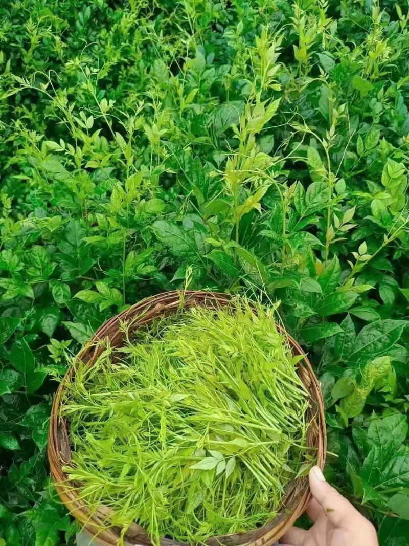 张家界莓茶--龙须茶预售_价格详谈