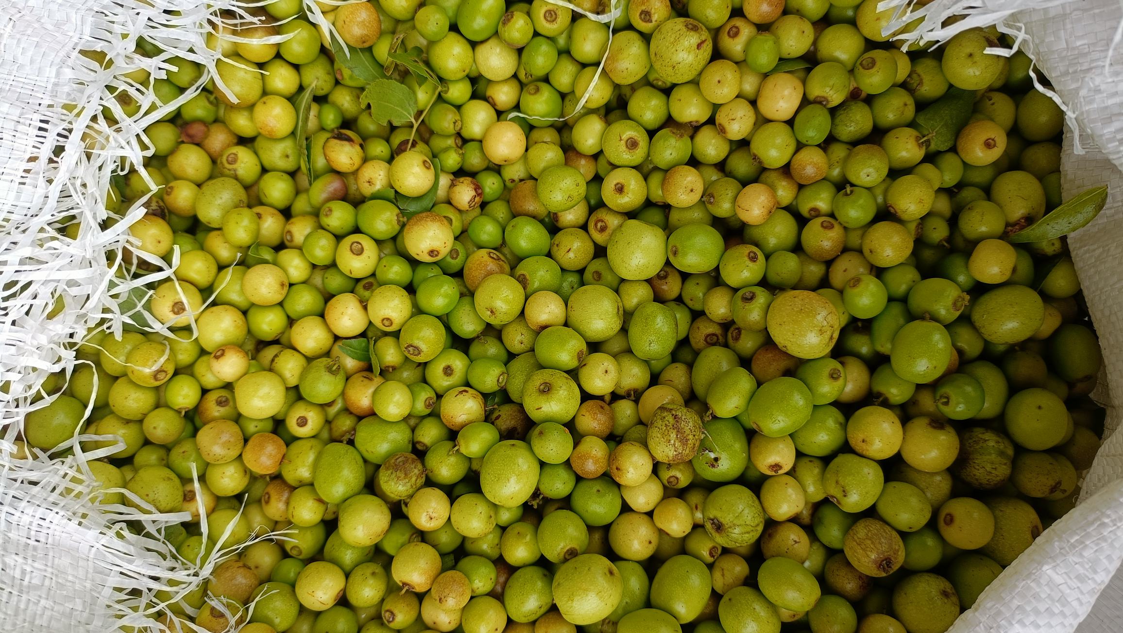 枣酸枣成品展示