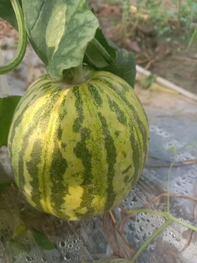 精品头茬花蕾