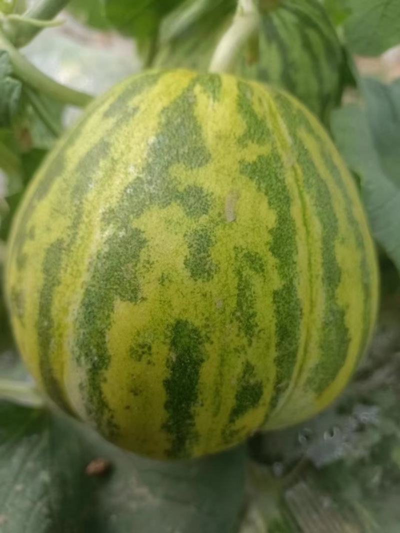 精品头茬花蕾