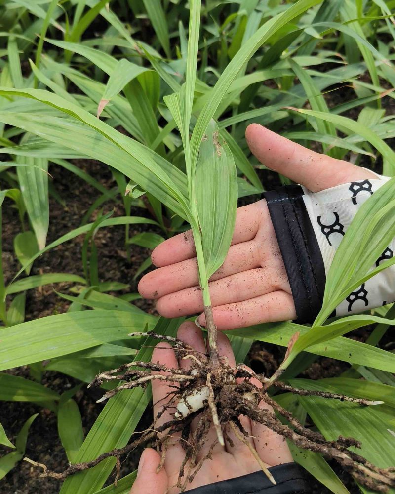 白芨种苗，紫花三叉白芨种苗，大量供应，基地直发