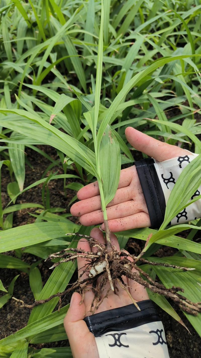 紫花三叉白芨种苗，基地发货，量大价优，精品培育