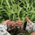 紫花三叉白芨种苗，基地发货，量大价优，精品培育