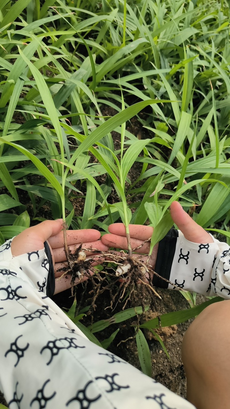 紫花三叉白芨种苗，基地发货，量大价优，精品培育