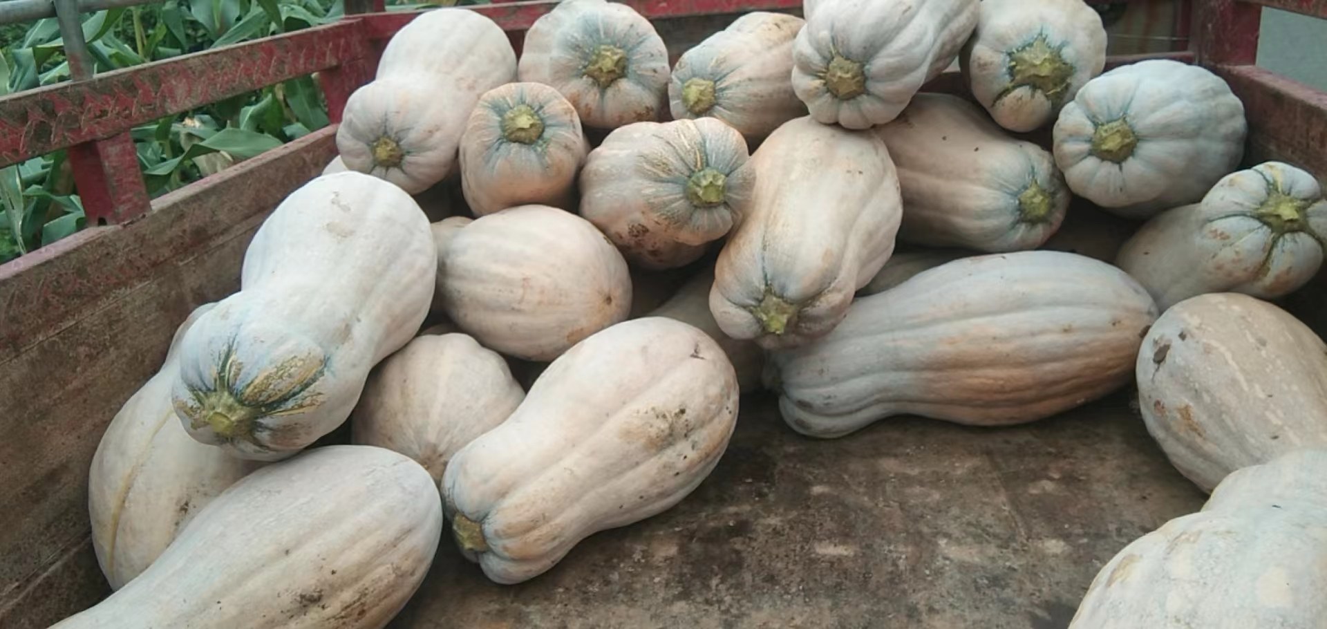 蜜本南瓜加工生产线