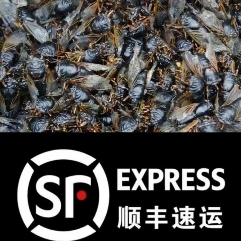 知了金蝉知了猴批发价黑金鲜活金蝉批发活的知了冷冻新鲜黑蝉