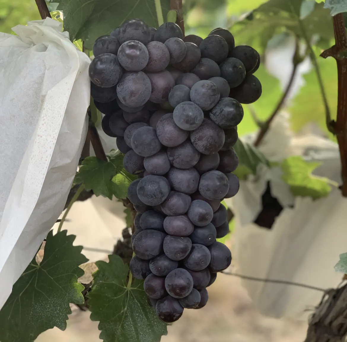 成熟的京亚葡萄果实近景图,展示果粒饱满、色泽均匀的特征 京亚葡萄果实特写