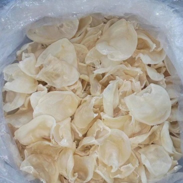 鱼肚，鱼胶，干度好，一手货源，量大从优，