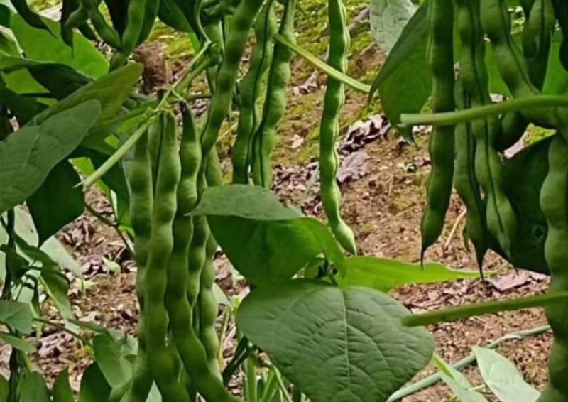 红花抗病高架肉豆种子，基地直供。
