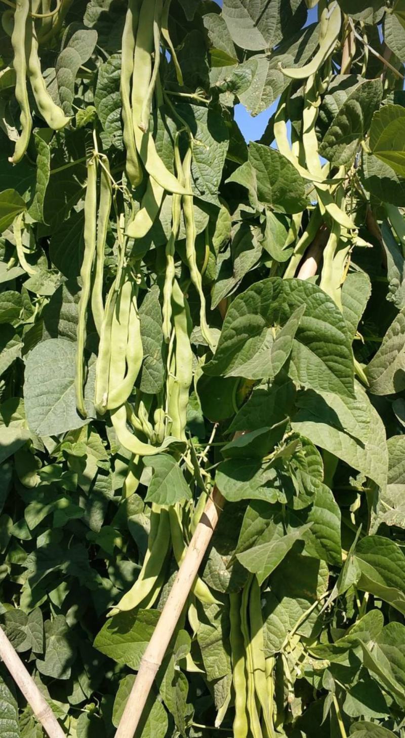 红花抗病高架肉豆种子，基地直供。