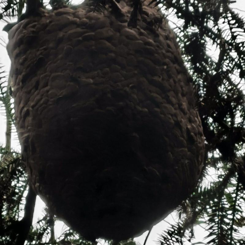 大深山老林野生凶猛马蜂窝量大！滋补佳品，入药，泡酒！