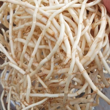 鱼腥草现挖现发，量大可长期供应，欢迎老板订购