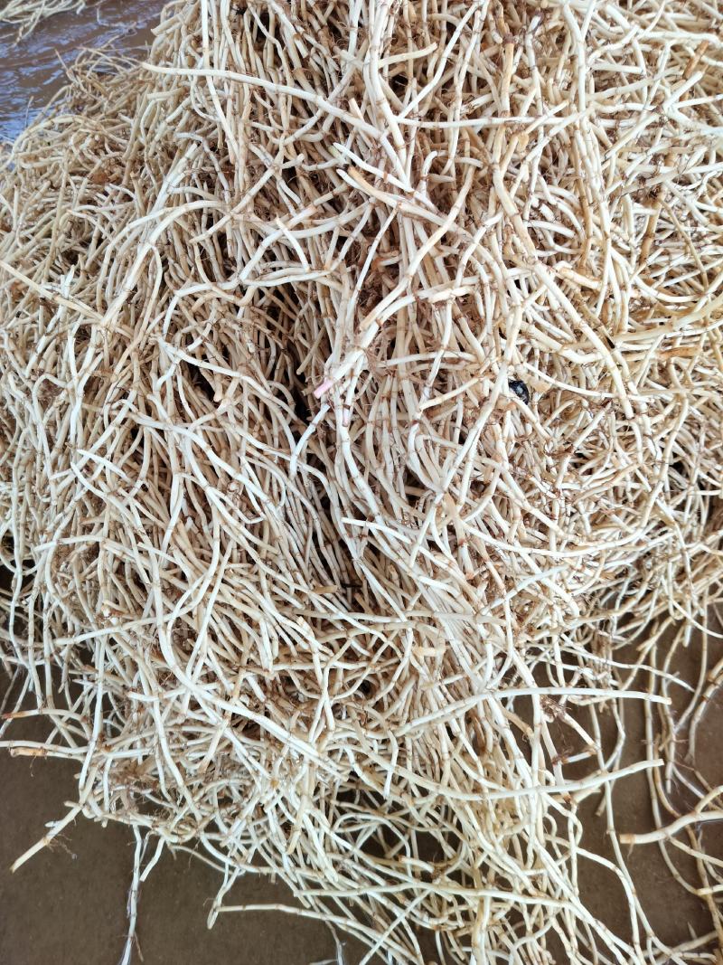 鱼腥草现挖现发，量大可长期供应，欢迎老板订购