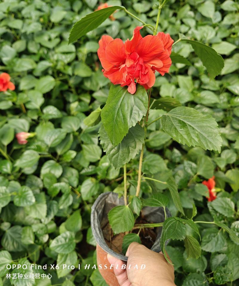 扶桑花盆栽绿植带花苞木槿花苗四季开花朱瑾花阳台开花