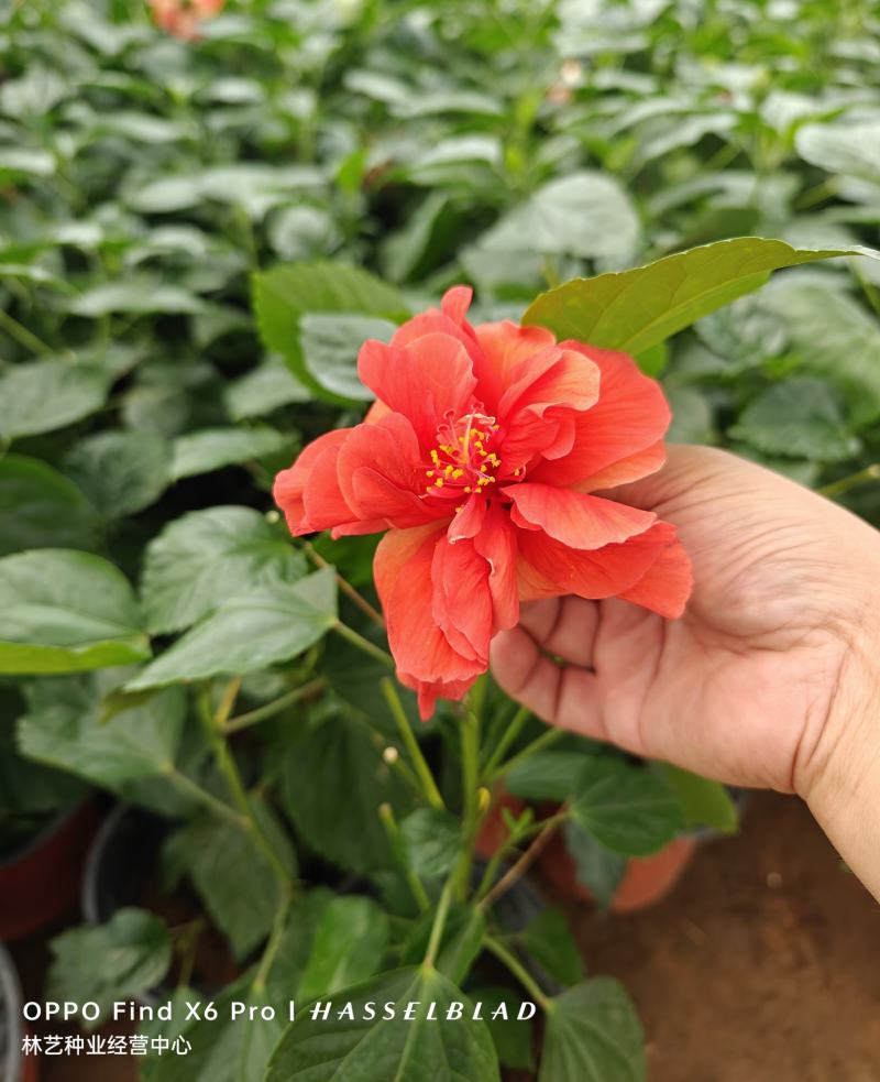 扶桑花盆栽绿植带花苞木槿花苗四季开花朱瑾花阳台开花