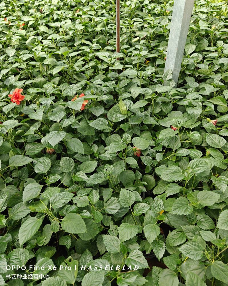 扶桑花盆栽绿植带花苞木槿花苗四季开花朱瑾花阳台开花