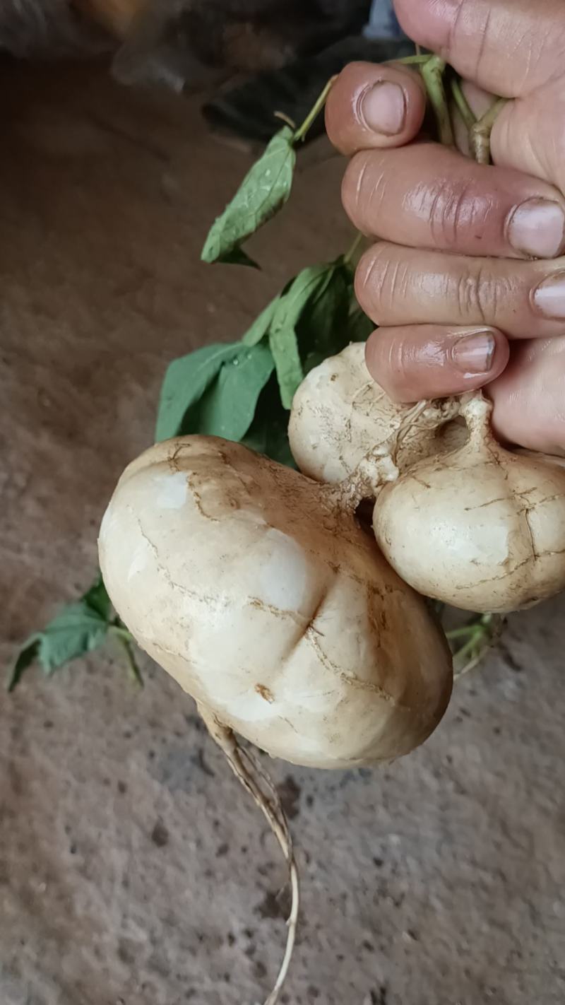 江西宜春凉薯豆薯口感好种植基地货量大欢迎致电